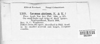 Image of Seiridium abietinum